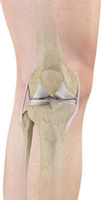 Knee Anatomy 